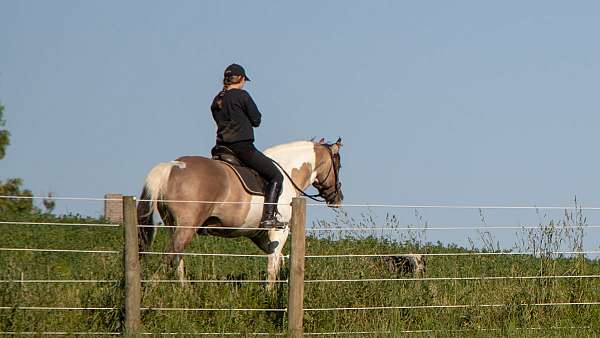 pinto-western-riding-horse