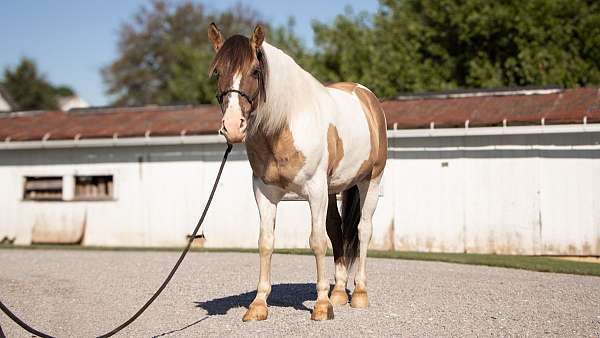 pinto-youth-horse