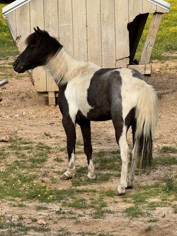 black-white-paint-pony