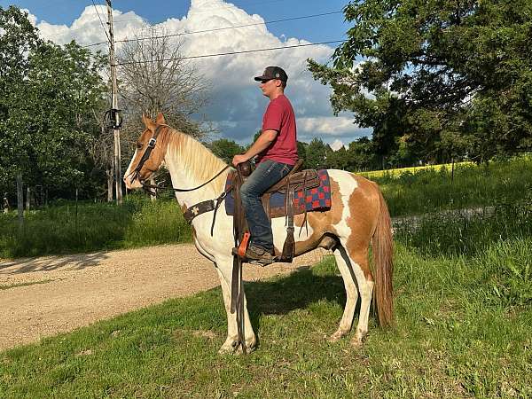 dun-white-flashy-trail-horse