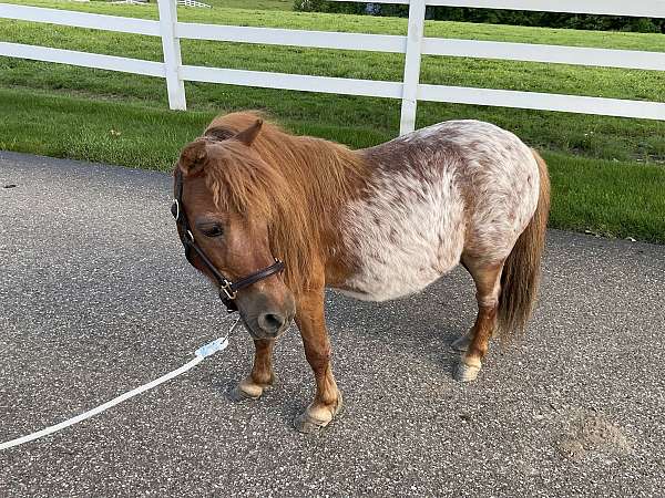 zoo-miniature-pony