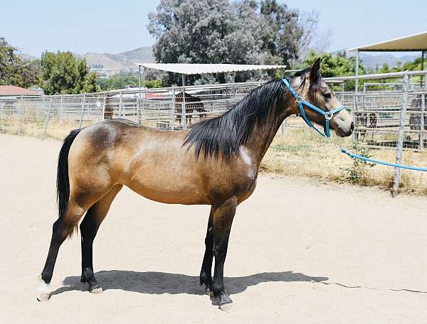 lunge-half-arabian-horse