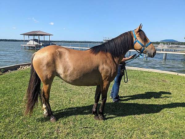 buckskin-spanish-mustang-mare