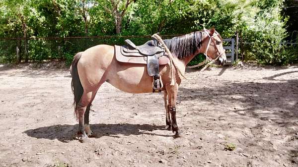 buckskin-spanish-mustang-mare