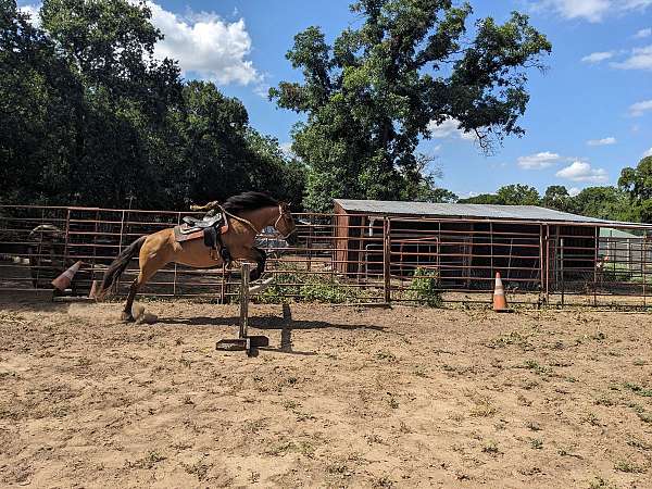 active-spanish-mustang-horse