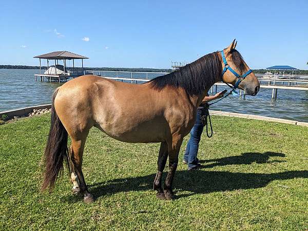 affordable-spanish-mustang-horse