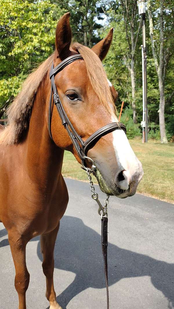 adorable-morgan-horse