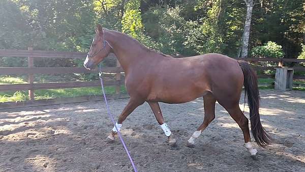 spor-morgan-horse