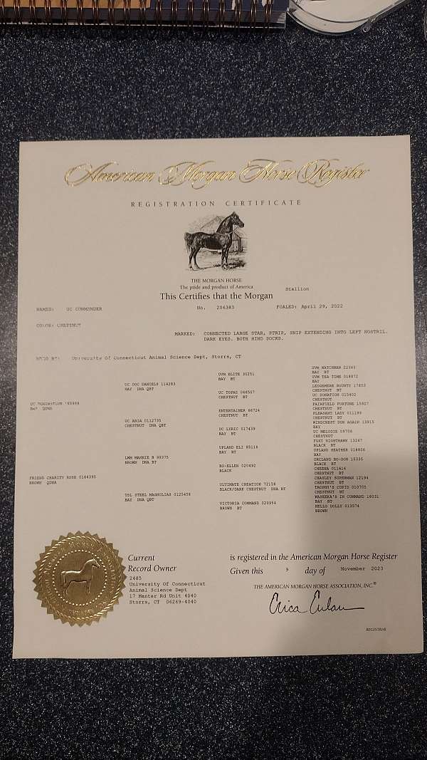 characteristics-morgan-horse