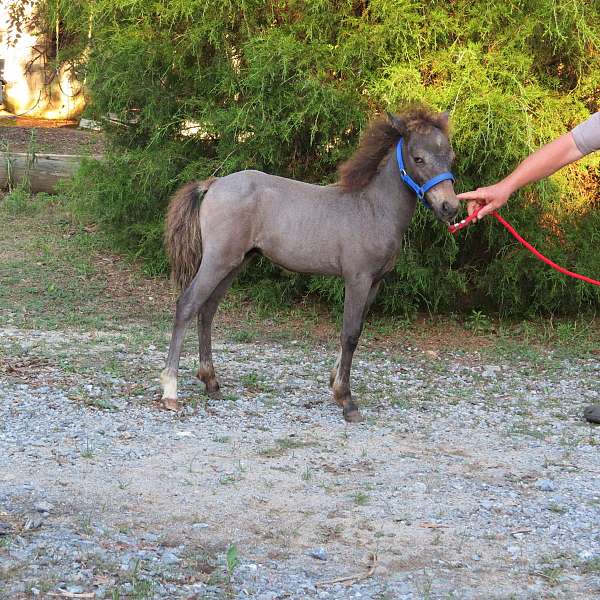 buckskin-pinto-appaloosa-colt-weanling