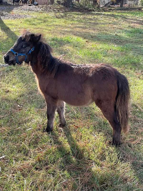 buckskin-pinto-appaloosa-colt-weanling