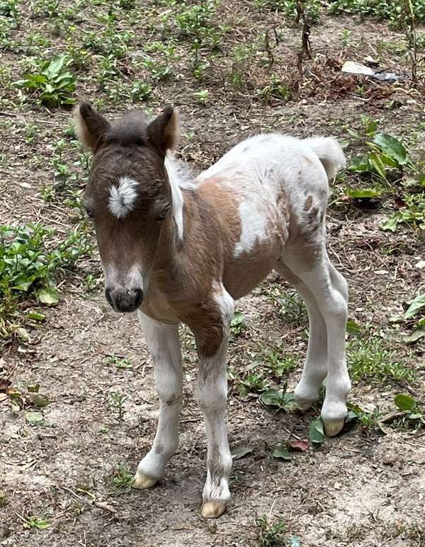 buckskin-pinto-appaloosa-colt-weanling