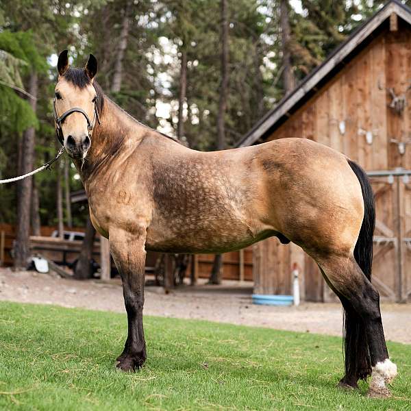 buckskin-dorsal-line-horse