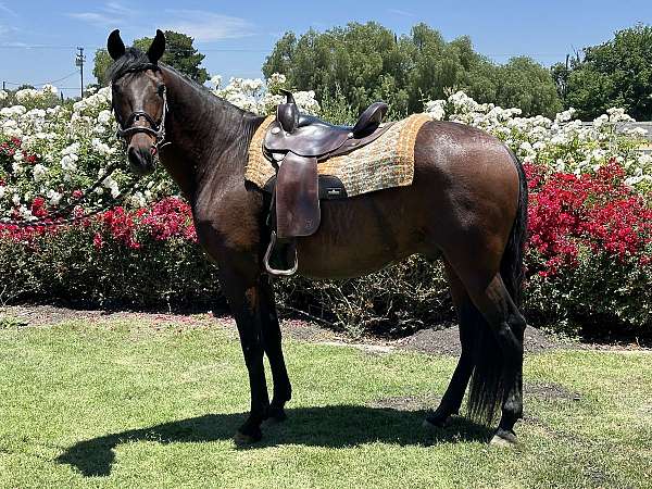 and-loads-andalusian-horse