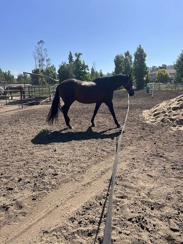 goes-through-water-andalusian-horse