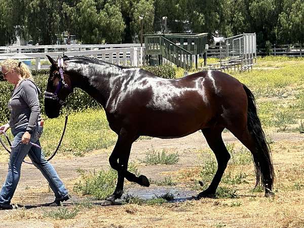 huge-movement-andalusian-horse