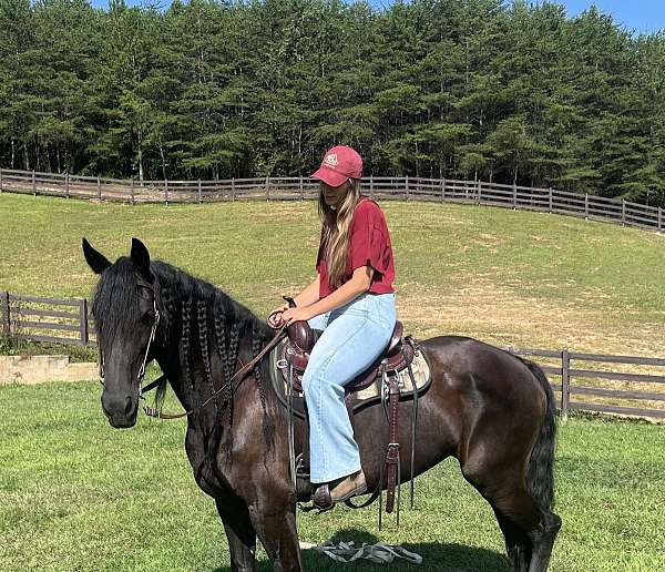 safe-trail-friesian-horse