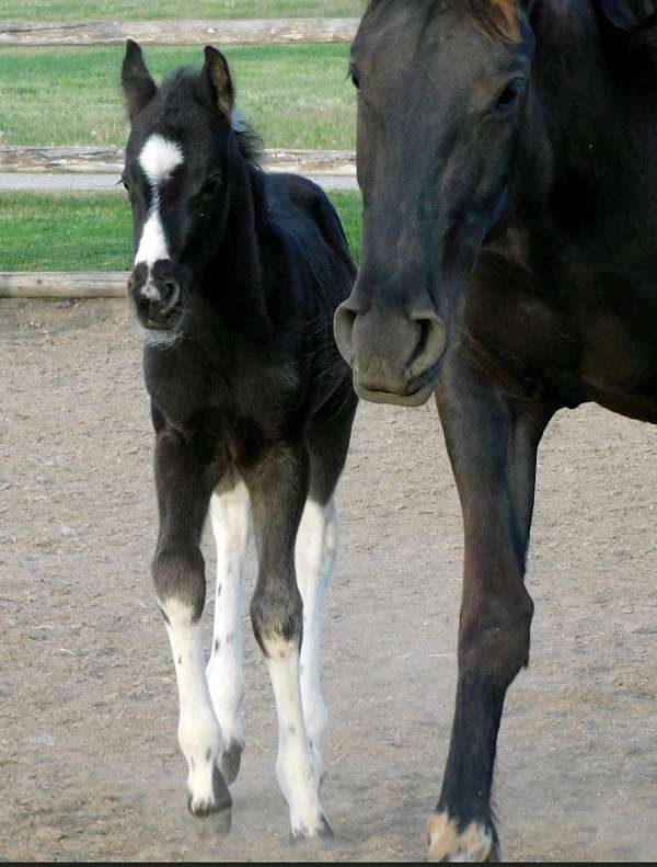homozygous-black-paint-horse