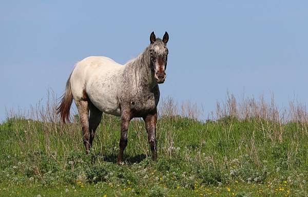 bay-filly-appaloosa-horse