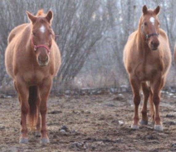 dun-red-dun-paint-quarter-horse-for-sale