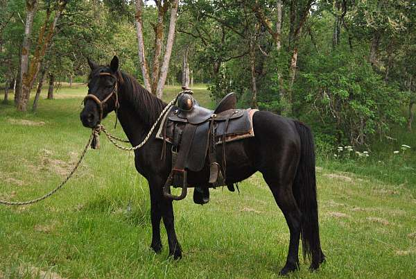 black-vaquero-pony