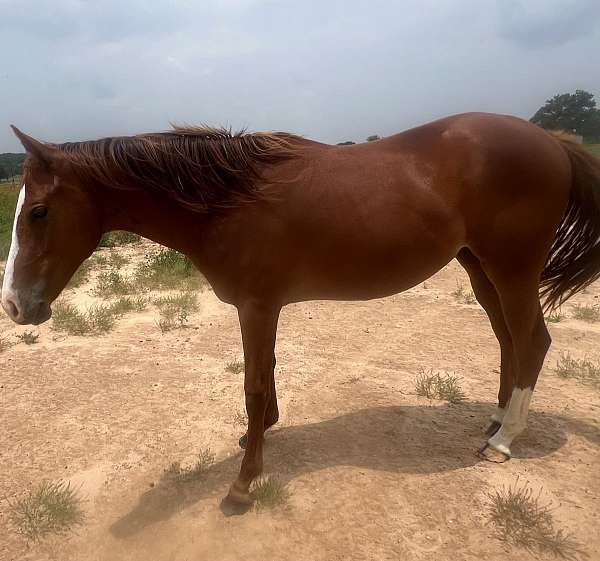 needs-to-be-started-quarter-horse