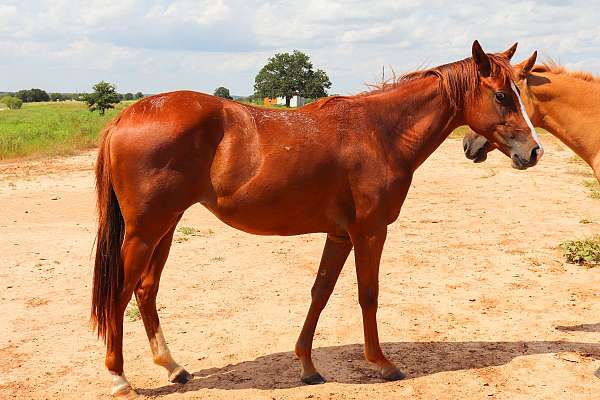 needs-to-be-started-quarter-horse