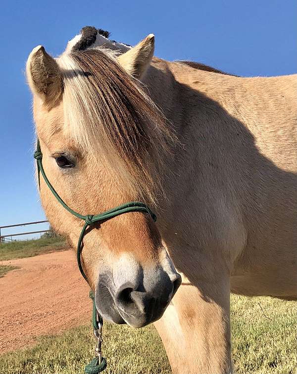 driving-school-fjord-horse