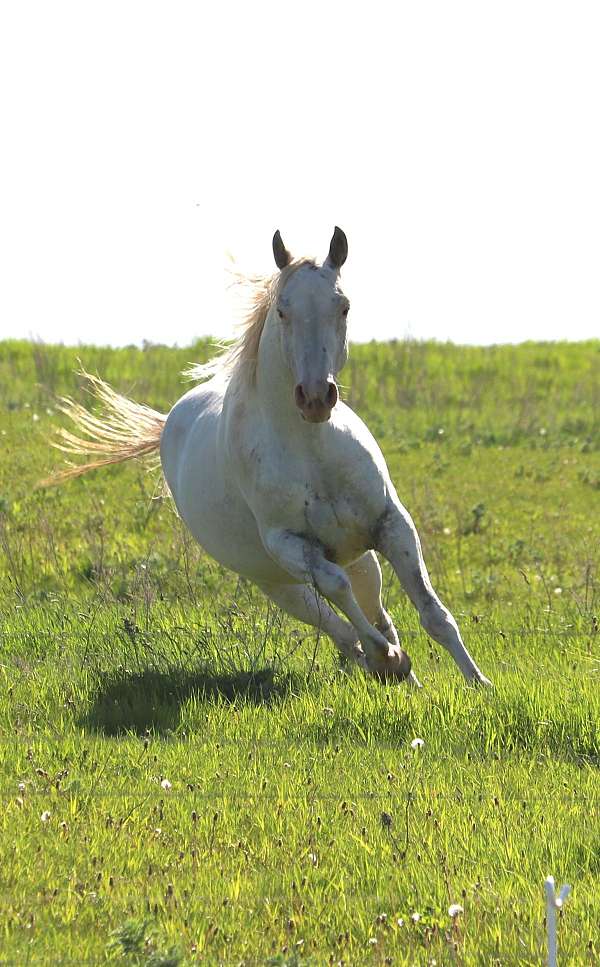 foundation-color-producer-appaloosa-horse