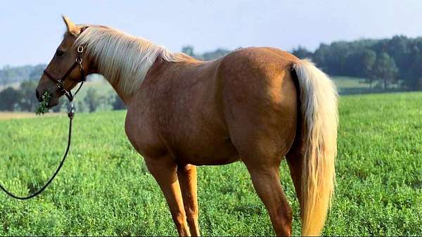 palomino-see-pics-horse