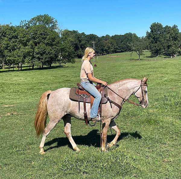 red-roan-tennessee-walking-pony-for-sale