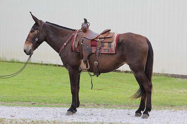 trail-mules-for-sale-mare