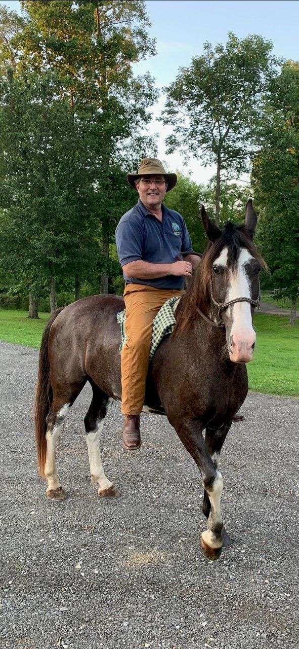 sabino-spotted-saddle-gelding