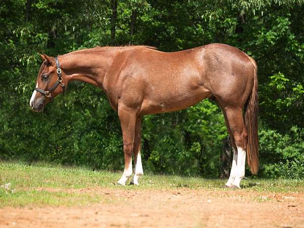 western-paint-horse