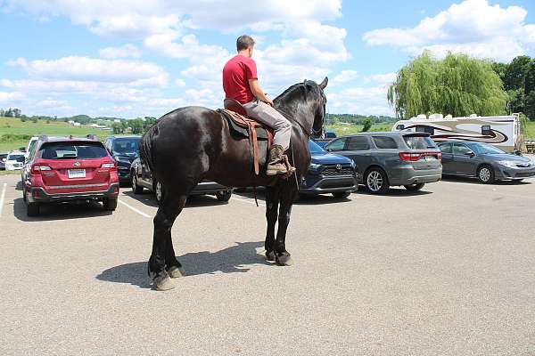 beginner-percheron-horse