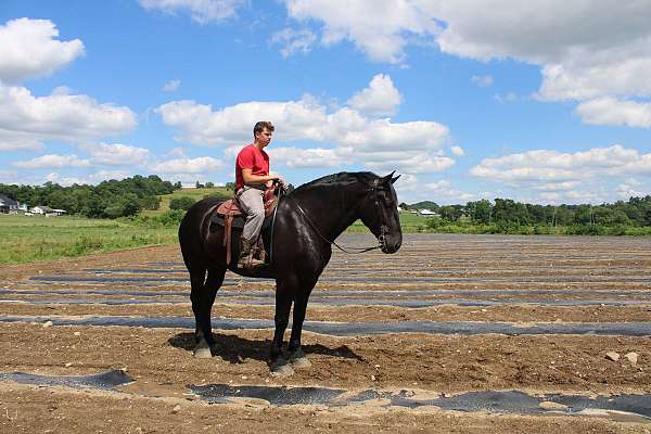 draft-percheron-horse