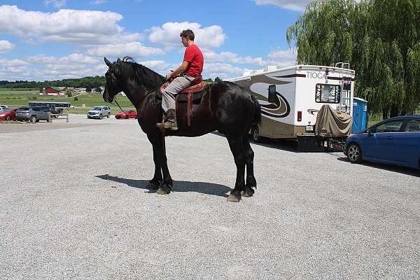 driving-percheron-horse