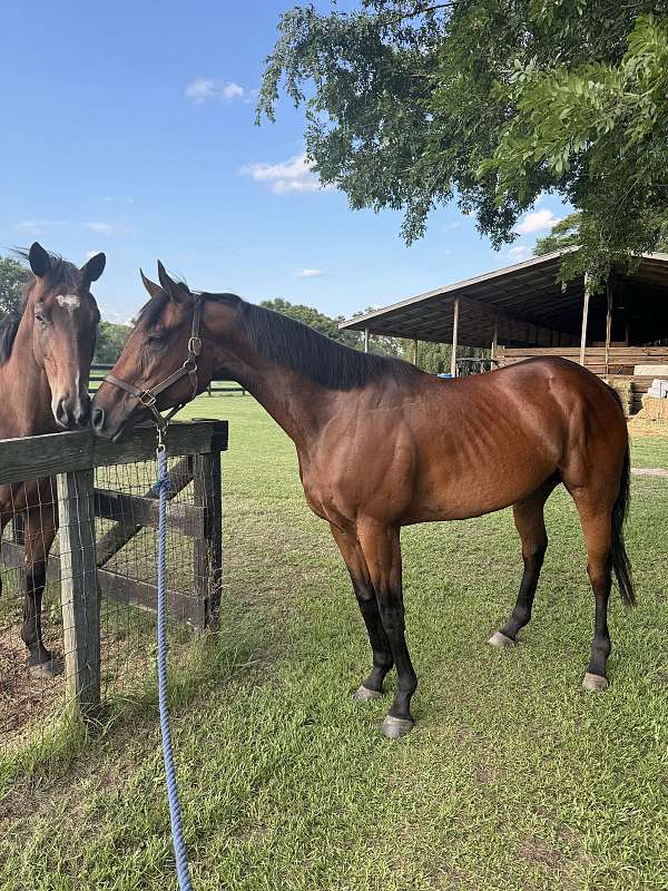 white-on-nose-black-legs-horse