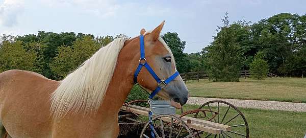 2-year-old-for-sale-haflinger-horse