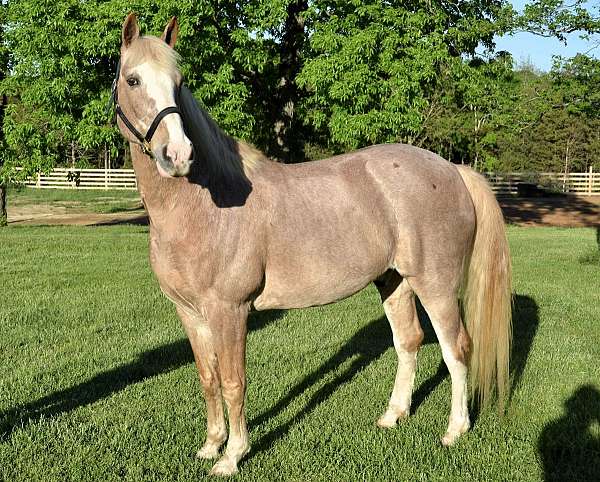 athletic-tennessee-walking-horse