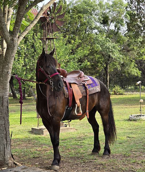 friesian-mare