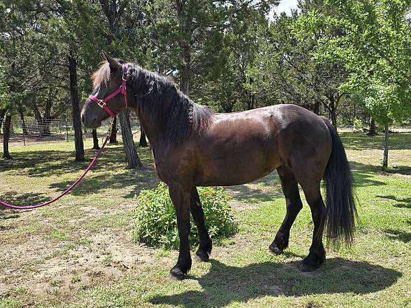 friesian-horse-for-sale