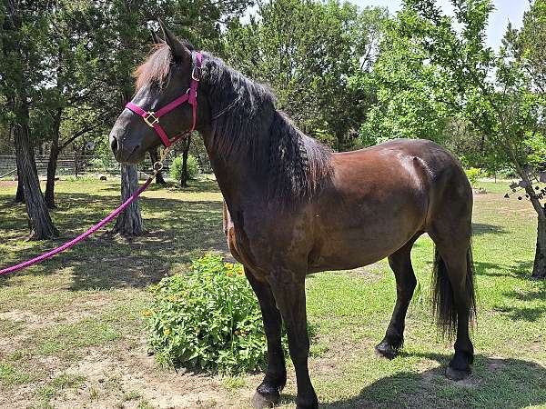 friesian-horse