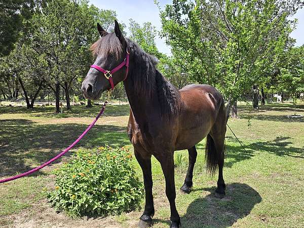 friesian