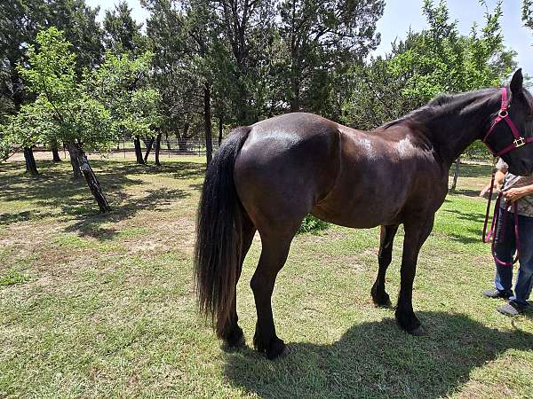 cross-friesian-morgan-horse