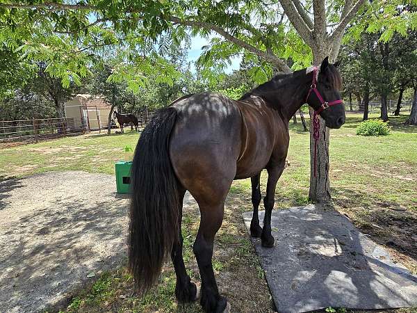 dressage-friesian-morgan-horse