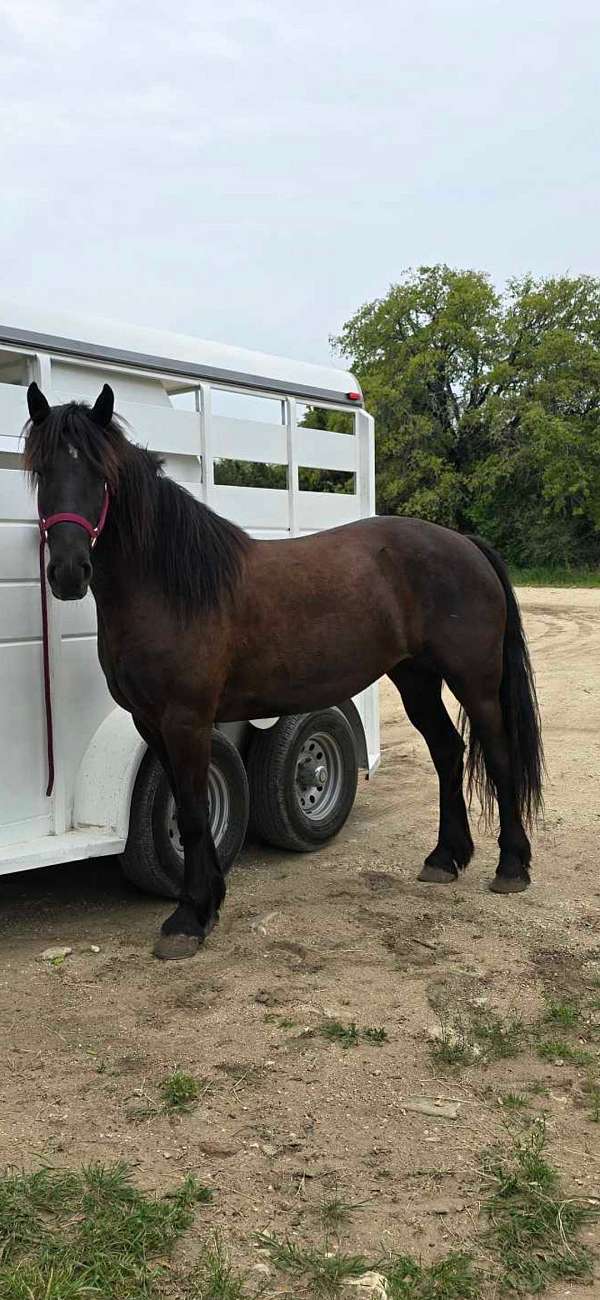 trail-friesian-morgan-horse