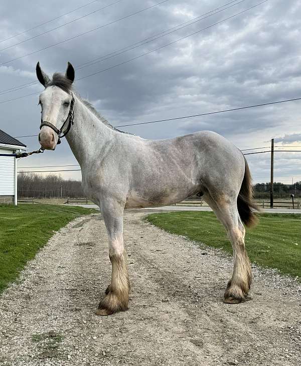 grey-white-shire-colt-yearling
