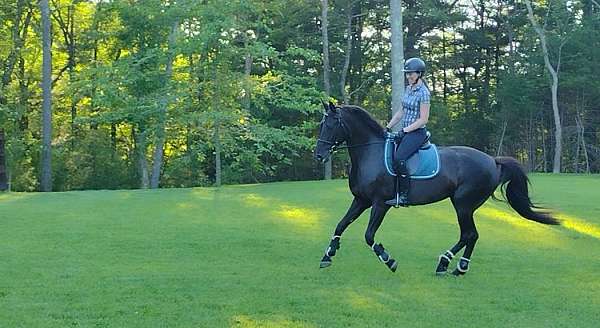 all-around-hanoverian-horse