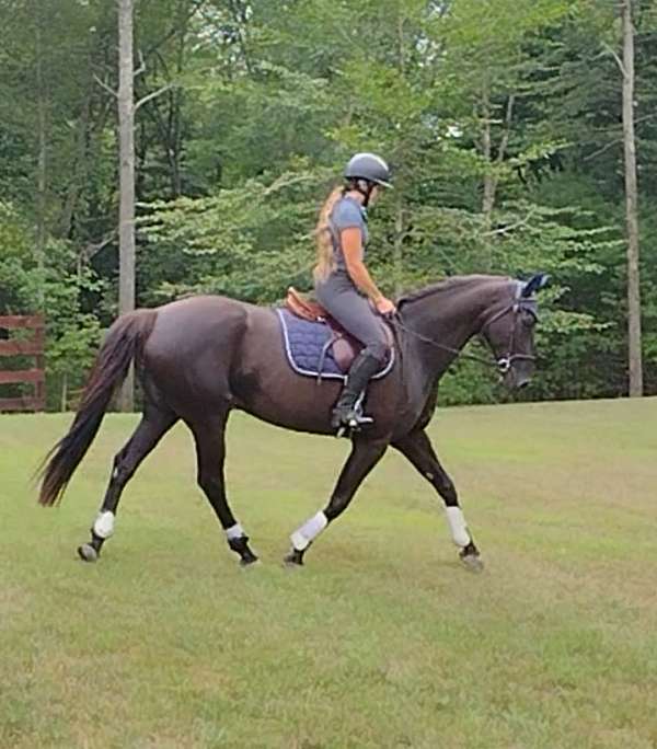 dressage-hanoverian-horse